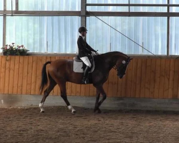 dressage horse Amigo for ever (KWPN (Royal Dutch Sporthorse), 2005, from Samba Hit I)