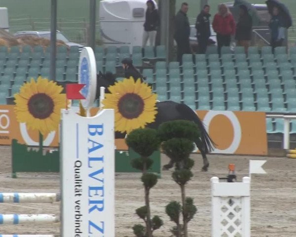 Springpferd Isy Going (KWPN (Niederländisches Warmblut), 2005, von Indoctro)