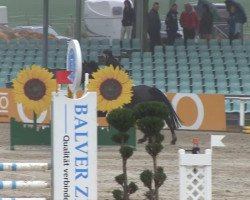 Springpferd Isy Going (KWPN (Niederländisches Warmblut), 2005, von Indoctro)