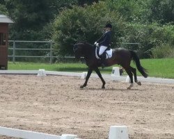 dressage horse Zeleslie (KWPN (Royal Dutch Sporthorse), 2004, from Now Or Never M)
