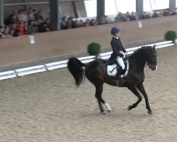 dressage horse Sunnyman (KWPN (Royal Dutch Sporthorse), 2004, from Sunny-Boy)