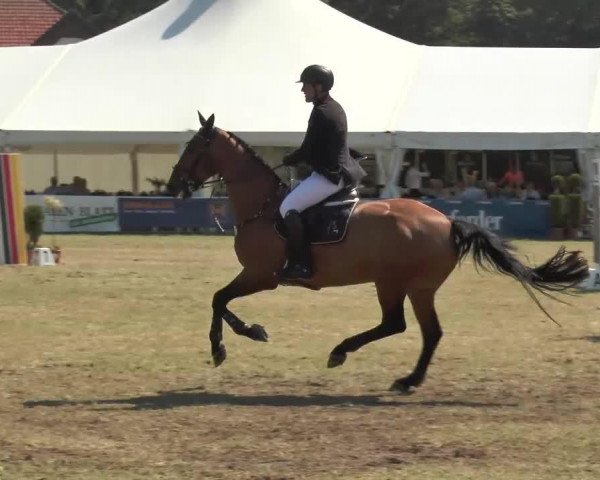 Springpferd Windsor (KWPN (Niederländisches Warmblut), 2003, von Hold Up Premier)