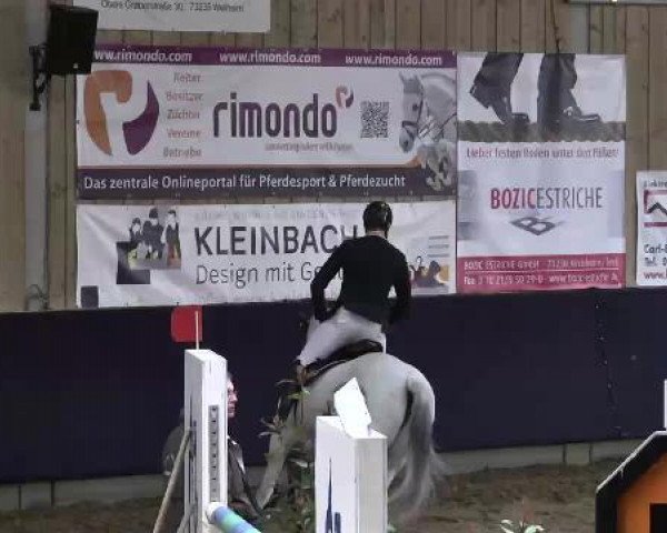 jumper Alisha Keys (KWPN (Royal Dutch Sporthorse), 2002, from Matterhorn)