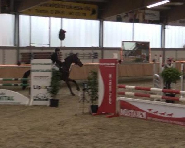 broodmare Tamayka (KWPN (Royal Dutch Sporthorse), 2000, from Kennedy)