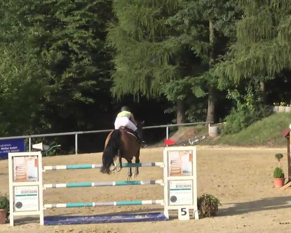 broodmare Notre Dame du Gue (Selle Français, 2001, from Oberon du Moulin)