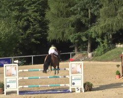 broodmare Notre Dame du Gue (Selle Français, 2001, from Oberon du Moulin)