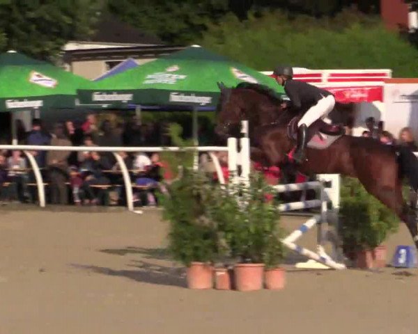 Springpferd Citterio du Gibet (Luxemburgisches Reitpferd, 2007, von Cormint)