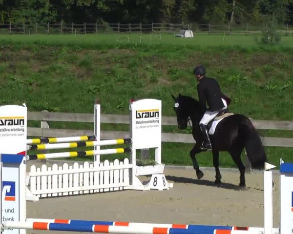 jumper Tyson 26 (Irish Sport Horse, 2005, from Douglas)
