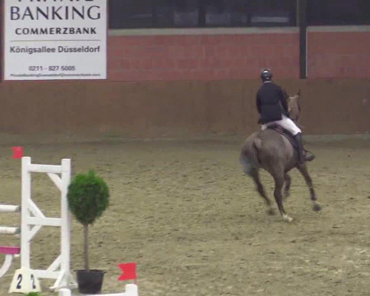 Springpferd Cooldiamond Countess (Irish Sport Horse, 2004, von Coolcorron Cool Diamond)