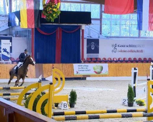 jumper Lake Placid 31 (Irish Sport Horse, 1998, from Limited Edition)