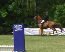 jumper Chester King (Irish Sport Horse, 2001)