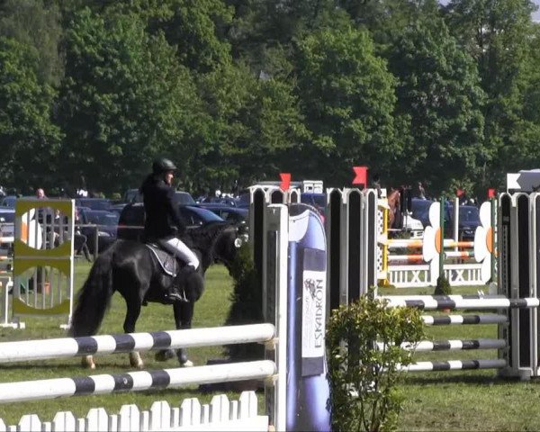 jumper Arvalon Sainsbury (Welsh-Cob (Sek. D), 2007, from Neuaddparc Black Diamond)