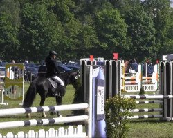 jumper Arvalon Sainsbury (Welsh-Cob (Sek. D), 2007, from Neuaddparc Black Diamond)