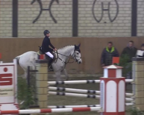 Springpferd Capitol's Rouge (Selle Français, 2003, von Papillon Rouge)