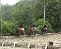 dressage horse Passiflore des Barry (Selle Français, 2003, from Drop des Varennes)
