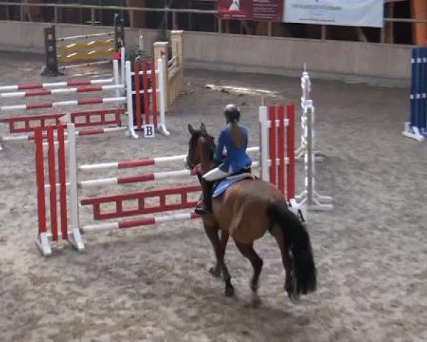 jumper Neva D'Elle (Selle Français, 2001, from Germino d'Elle)