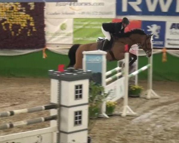 jumper Miopalmo (Selle Français, 2000, from Voltaire)