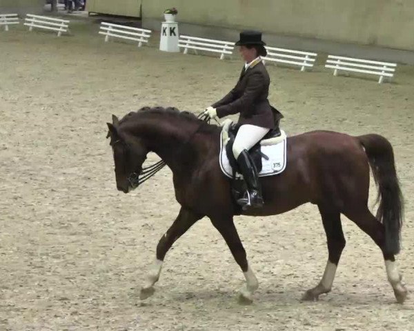 Deckhengst Don Romantico (Dänisches Warmblut, 2004, von Don Romantic)