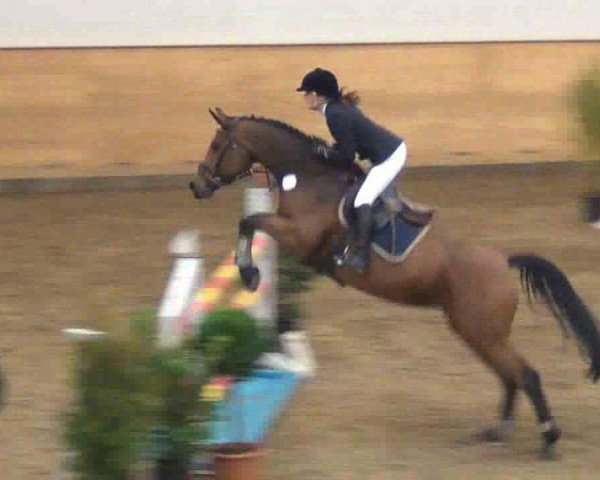 broodmare Altaea (Danish Warmblood, 2001, from Lambrusco Ask)