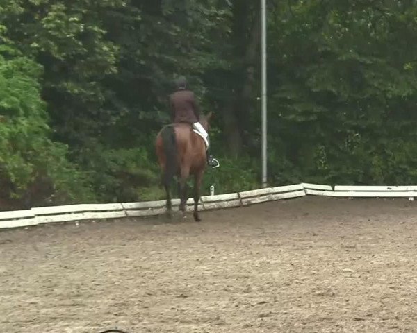 horse Epo 2 (Trakehner, 1999, from Schwadroneur)