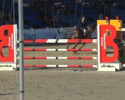 jumper Montoya G (Swedish Warmblood, 2003)
