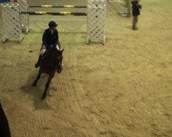jumper Wyoming 182 (KWPN (Royal Dutch Sporthorse), 2003)