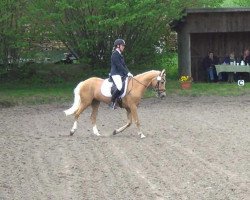 Dressurpferd April in the Dark (Deutsches Reitpony, 2002)