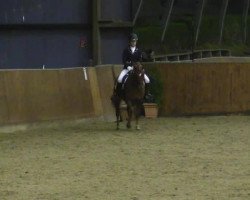 dressage horse Woody 138 (Pony without race description, 2008, from Monty)