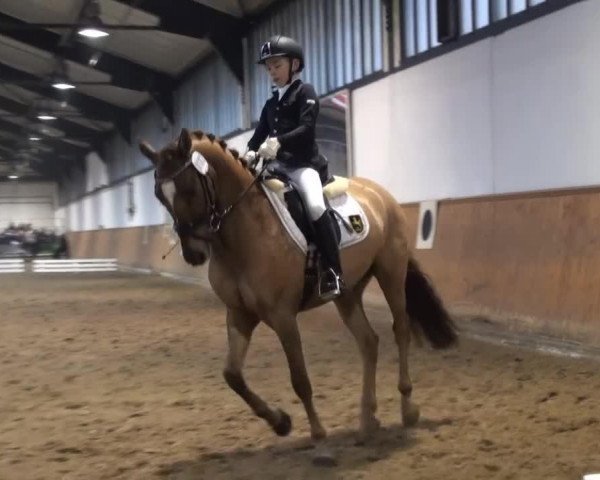 dressage horse Dark Daylight H (German Riding Pony, 2007, from FS Don't Worry)