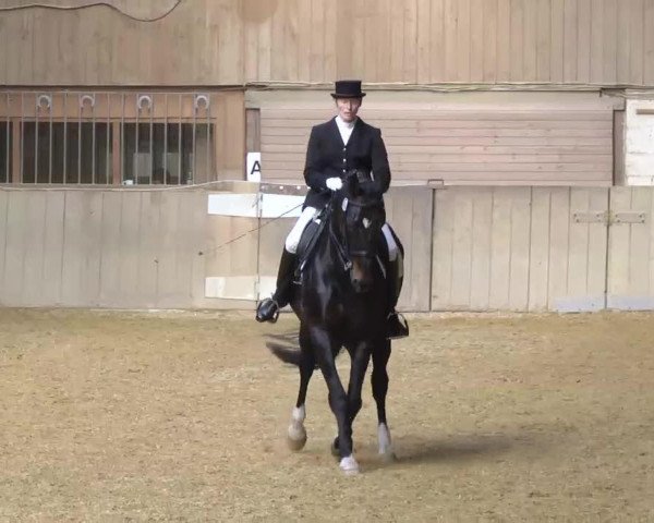 dressage horse Dambledore (Württemberger, 2002, from Dornenkönig)