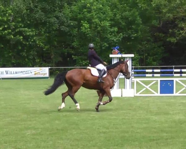 Springpferd Chiana S (Württemberger, 2005, von Chambertin)
