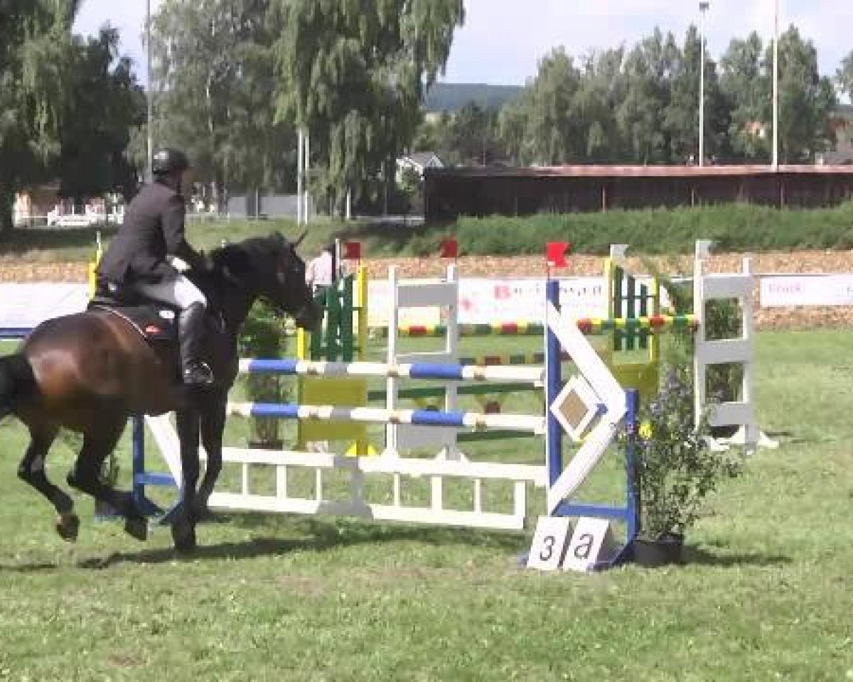 Springpferd Lovis B (Württemberger, 2001, von Ladinos)