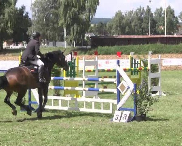 jumper Lovis B (Württemberger, 2001, from Ladinos)