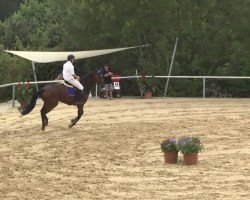 Springpferd FBW Aranscha (Württemberger, 2004, von Aracento)