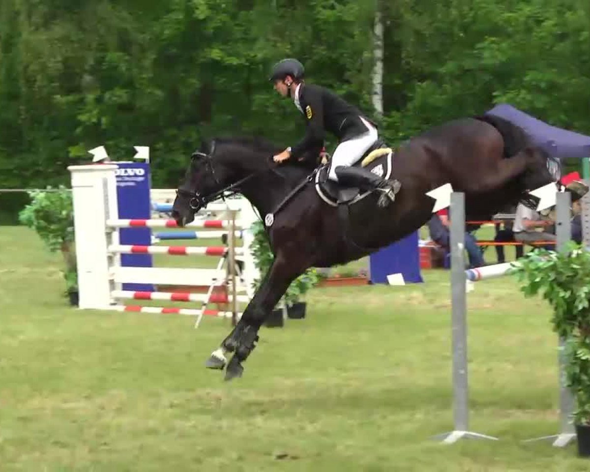 jumper Scolari 5 (Württemberger, 2005, from San Landino)