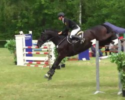 jumper Scolari 5 (Württemberger, 2005, from San Landino)
