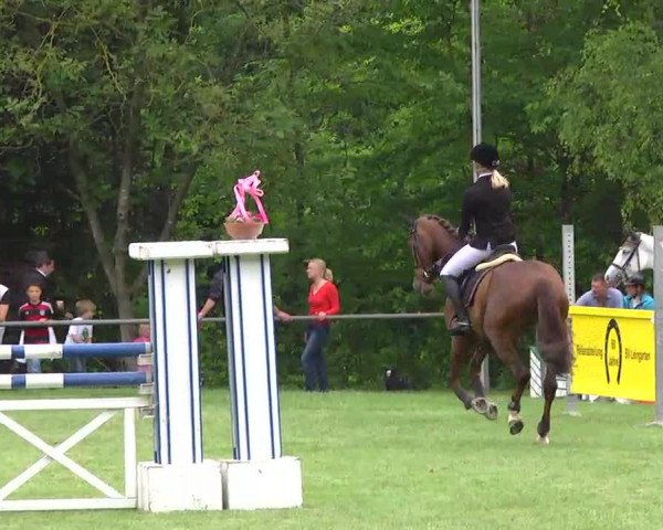 jumper Amigo 1564 (Württemberger, 2005, from Acordelli)