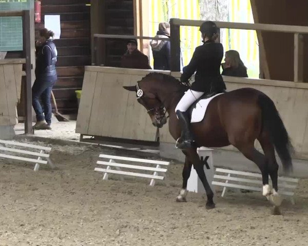 dressage horse Daisy G 3 (Württemberger, 2001, from Dr. Jackson D)