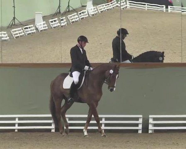 dressage horse Lucky Devil K (Württemberger, 2007, from Kingsley Lucky Dance)