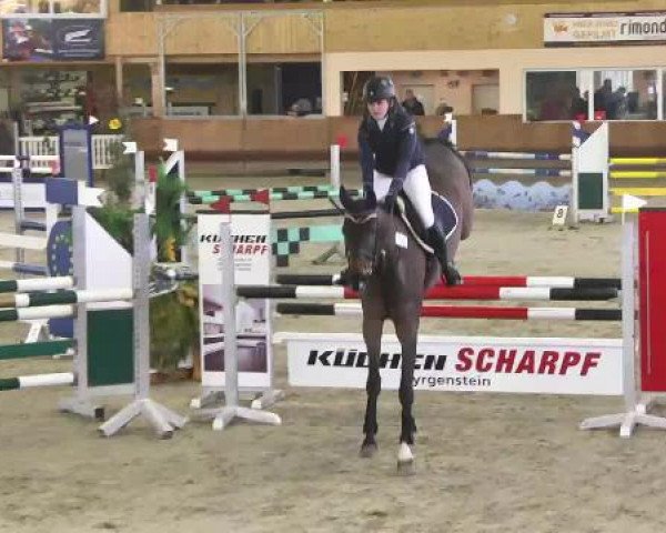 Chovná klisna Charlett 14 (Württemberský kůň, 2005, od Chambertin)