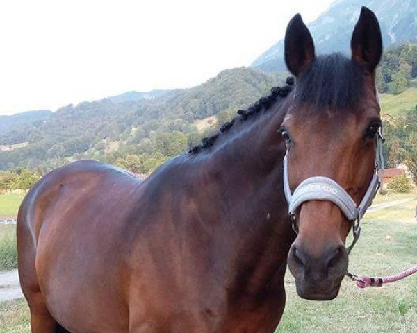 horse Ozelly (KWPN (Royal Dutch Sporthorse), 1996, from Goodwill)