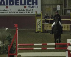 Springpferd Go Honey Go (Württemberger, 2007, von Grafenstolz)