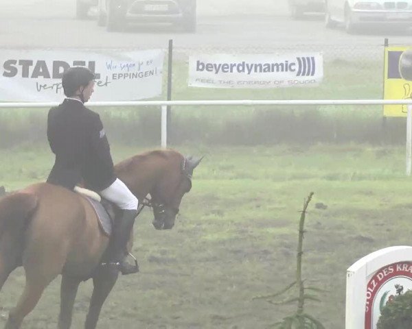 Springpferd Lord Leo 14 (Württemberger, 2003, von Loxley)