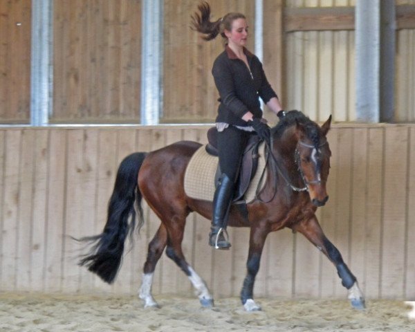 jumper Whynot Just a Boy (German Riding Pony, 2007, from Callenberg's Just in time) jumper Whynot Just a Boy (German Riding Pony, 2007, from Callenberg's Just in time)