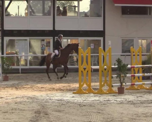 Springpferd Avocado RW (Württemberger, 2004, von Acordelli) Springpferd Avocado RW (Württemberger, 2004, von Acordelli)