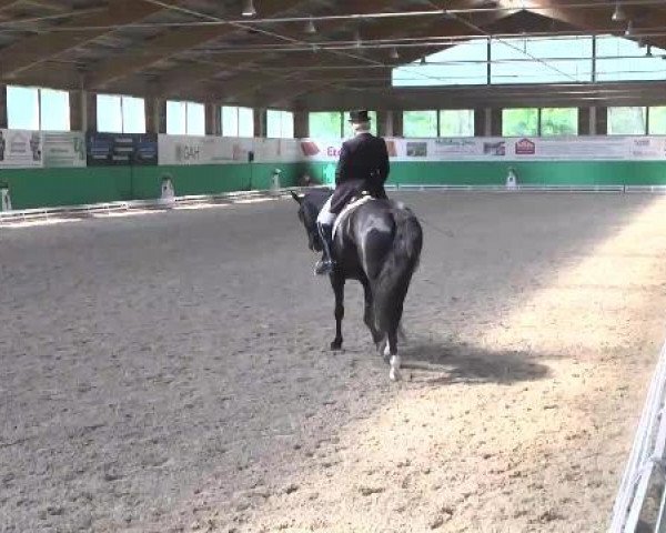 broodmare Santana 876 (Württemberger, 2006, from Sandro Hit)