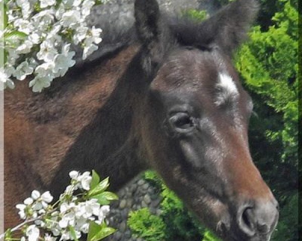 horse WhyNot Jay Jay (German Riding Pony, 2015, from WhyNot Just a Boy)