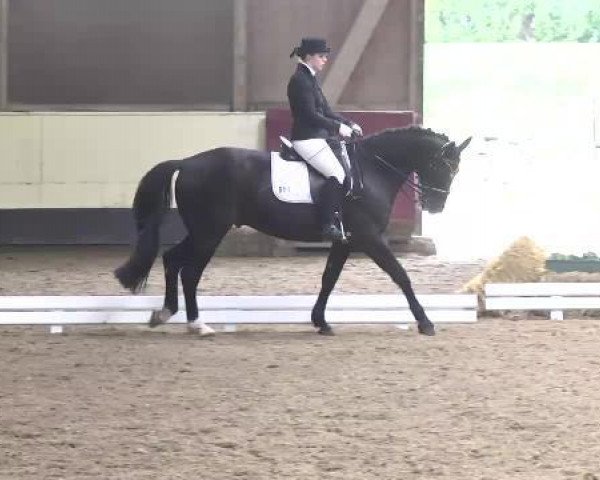 dressage horse Donaustern 6 (Württemberger, 2000, from Donnerprinz)