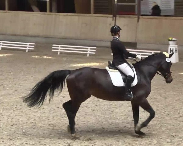 dressage horse Elegancia's Exotica (Württemberger, 2002, from Exodus)