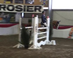 dressage horse Dayla (German Riding Pony, 2002, from Dylan)